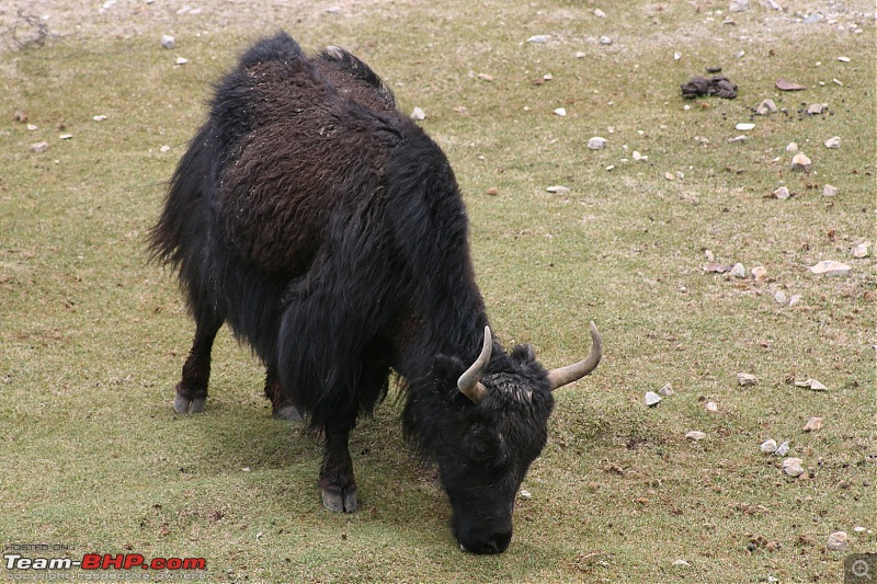 No SUV but don't want to miss Ladakh.-img_1280.jpg