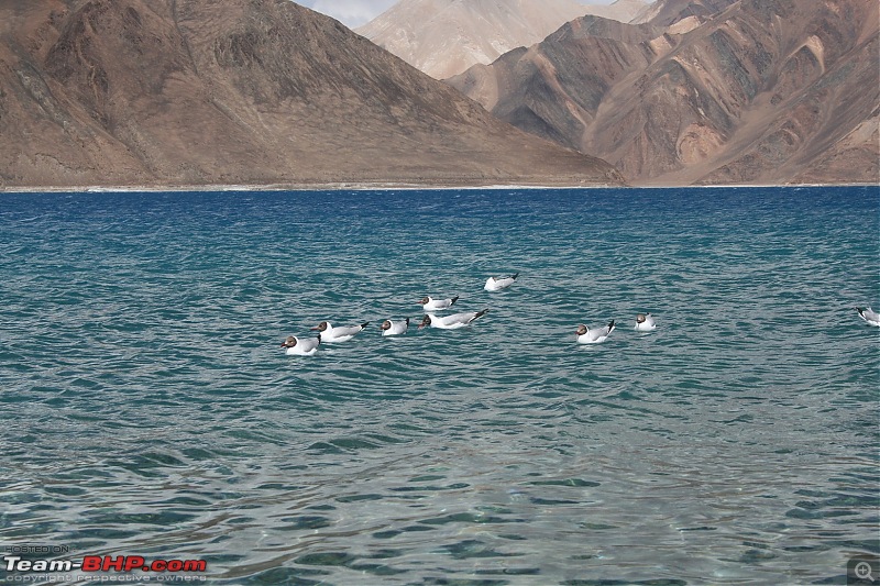 No SUV but don't want to miss Ladakh.-img_1474.jpg