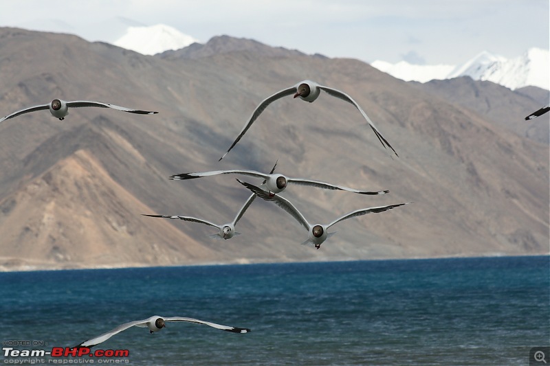 No SUV but don't want to miss Ladakh.-img_1418.jpg