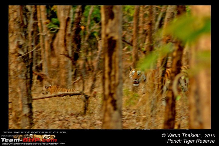 Tadoba, Pench forests, wildlife and 4 tigers!-28568_10150183930800582_569205581_12328230_672794_n.jpg