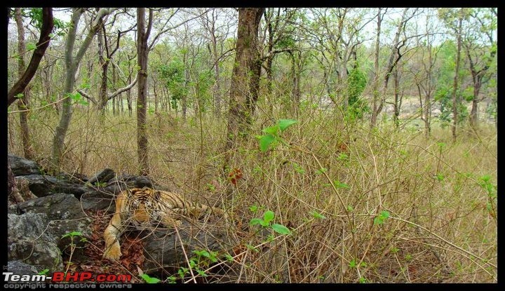 Tadoba, Pench forests, wildlife and 4 tigers!-est-tiger-pic-pe.jpg
