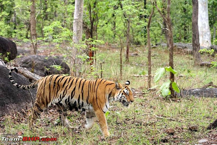 Tadoba, Pench forests, wildlife and 4 tigers!-maj-pech-femae-1.jpg