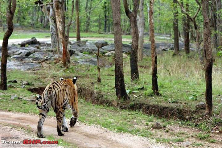 Tadoba, Pench forests, wildlife and 4 tigers!-maj-pech-femae-2.jpg