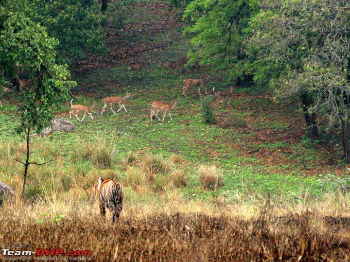Tadoba, Pench forests, wildlife and 4 tigers!-tigr-deer-chase.jpg
