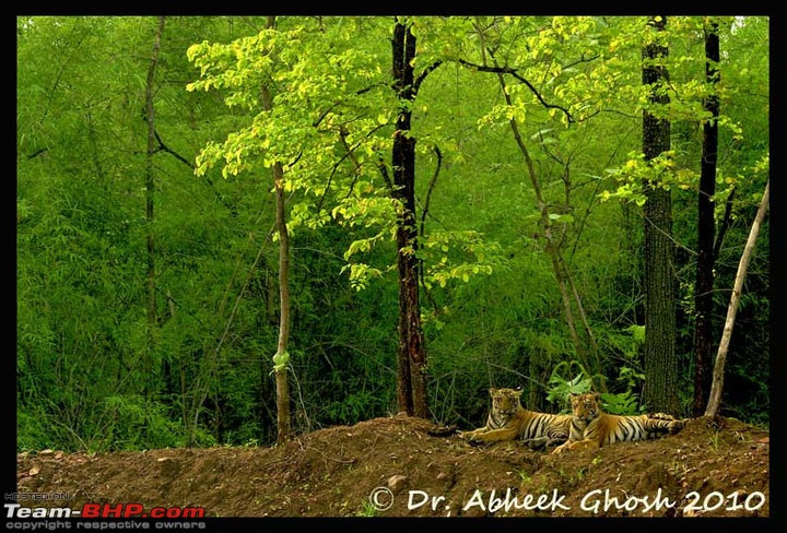 Tadoba, Pench forests, wildlife and 4 tigers!-fourishig-tiger-famiy-tadoa.jpg