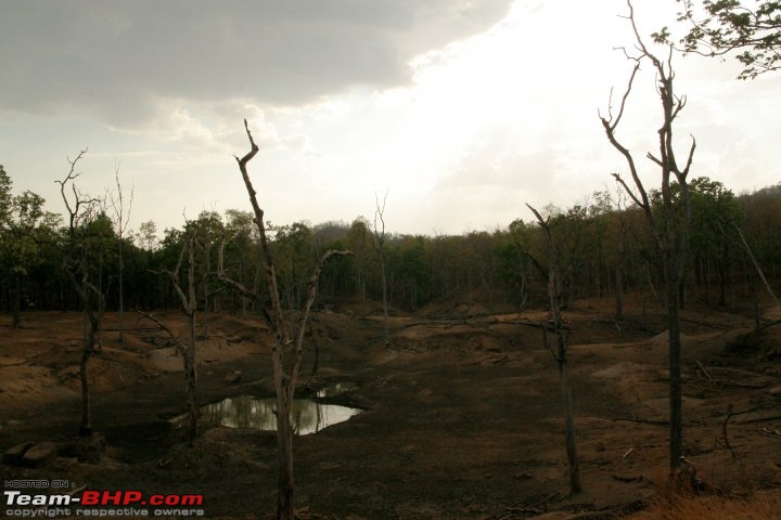 Tadoba, Pench forests, wildlife and 4 tigers!-day2.jpg