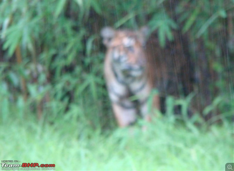 THE COLD STARE - I always heard about it, read about it. Now I know it - up close-hazy-tiger.jpg