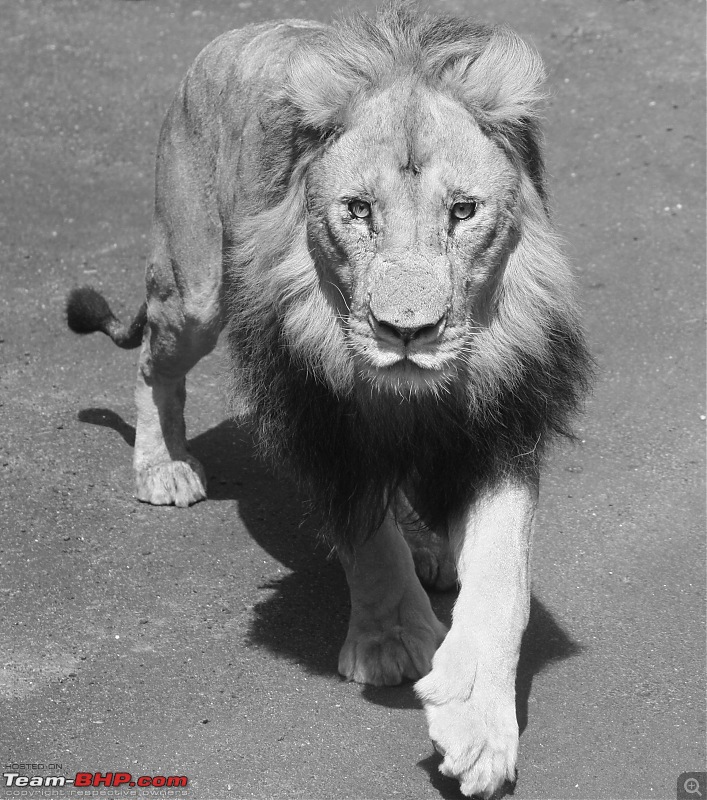 Nature and Wildlife-lion-walking-bw1.jpg