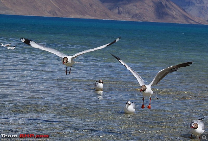 Ladakh- A family Holiday Pictorial!!-dsc05037.jpg