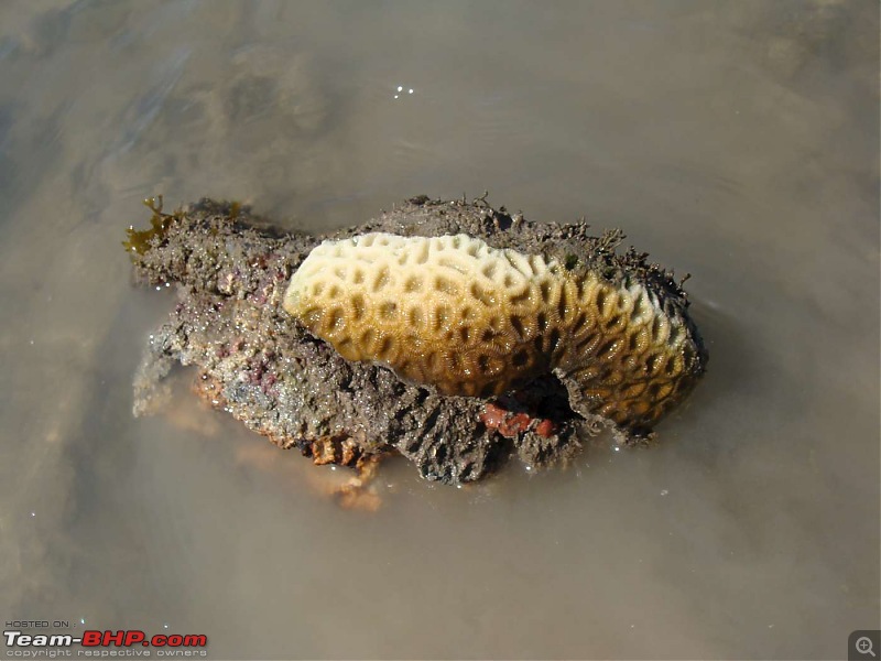 A Reef Full Of Life-hhh-pirotan-island-trip-56k80.jpg