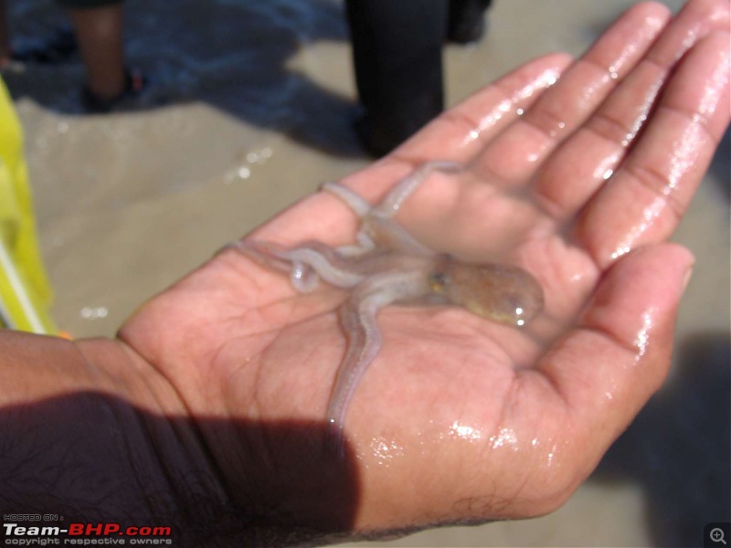 A Reef Full Of Life-hhh-pirotan-island-trip-50k80.jpg