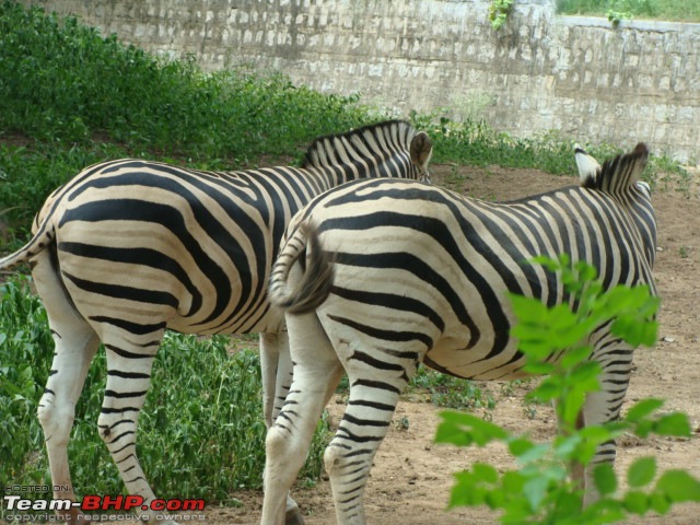 We dreamt it, we did it - Our 20 days family road trip to South in Black Tigress-dsc08876.jpg