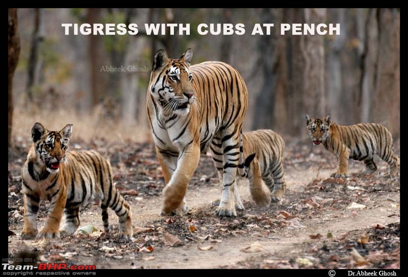 Tadoba, Pench forests, wildlife and 4 tigers!-5-tigers-1-frame.........jpg