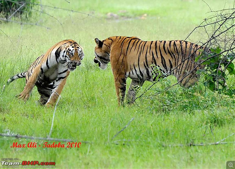 Tadoba, Pench forests, wildlife and 4 tigers!-20733345084c611bf676848.jpg