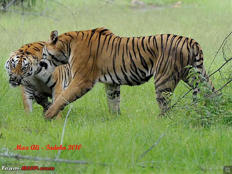 Tadoba, Pench forests, wildlife and 4 tigers!-16259367284c61c37a6d266.jpg