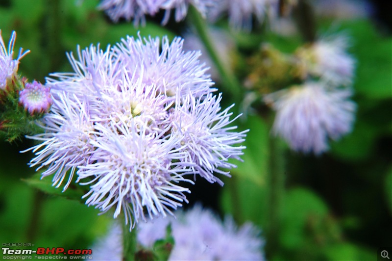 Lalbaugh Flower Show: A Small Photologue-dsc_7184.jpg