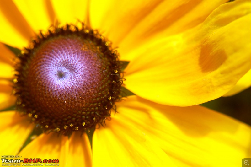 Lalbaugh Flower Show: A Small Photologue-dsc_7267.jpg