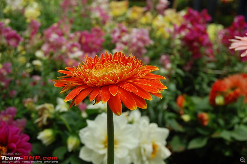 Lalbaugh Flower Show: A Small Photologue-dsc_7372.jpg