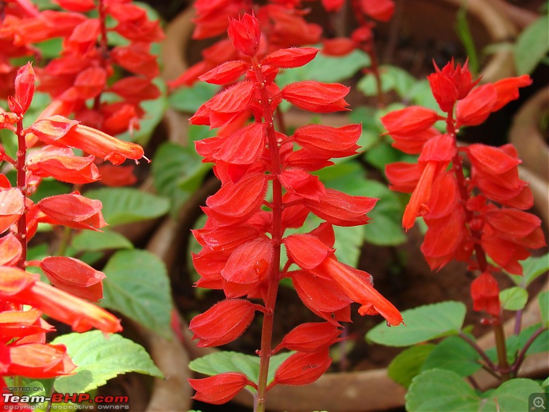 Lalbaugh Flower Show: A Small Photologue-dsc03458.jpg