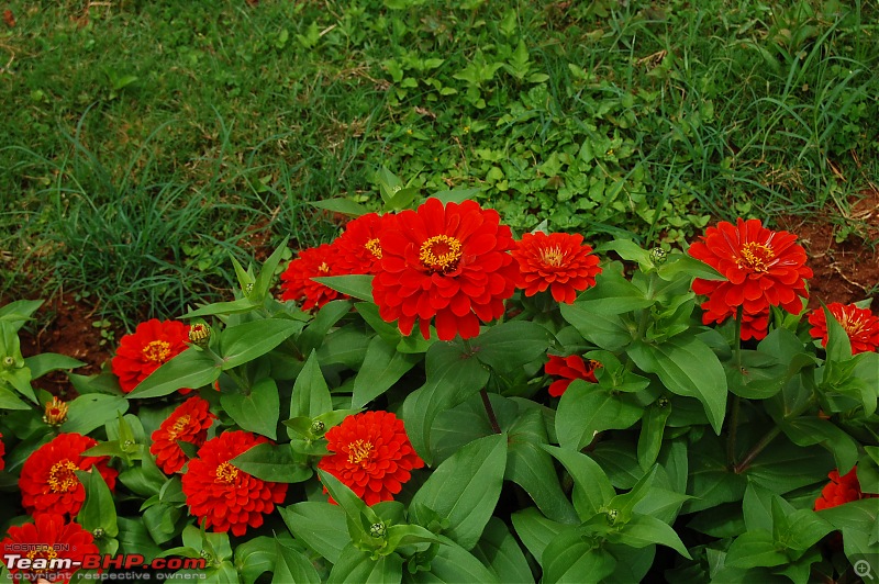 Lalbaugh Flower Show: A Small Photologue-dsc_1729.jpg