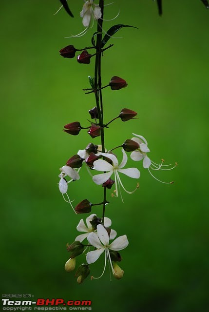 Valparai -> Famed route -> Kochi: Monsoon magic from ghats to beaches-macro.jpg