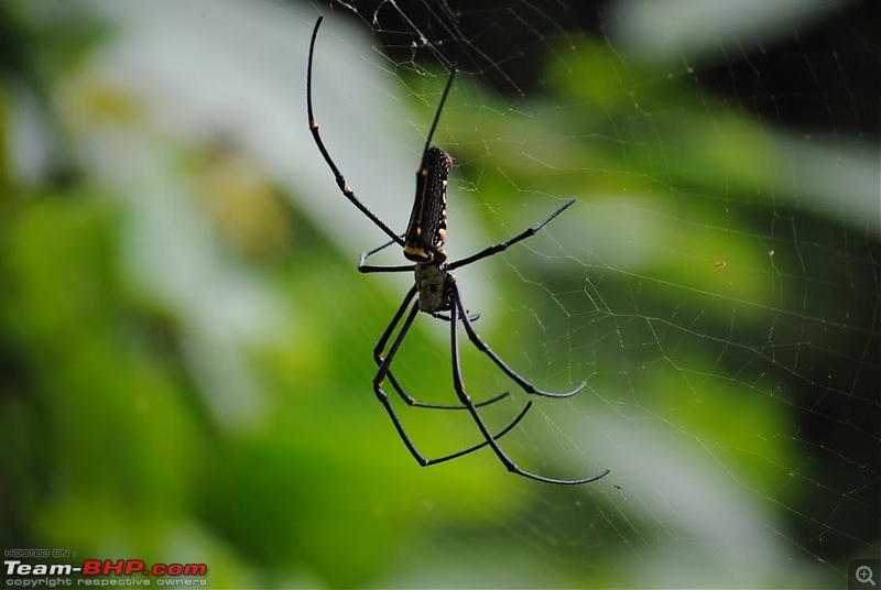 Valparai -> Famed route -> Kochi: Monsoon magic from ghats to beaches-macro-2.jpg