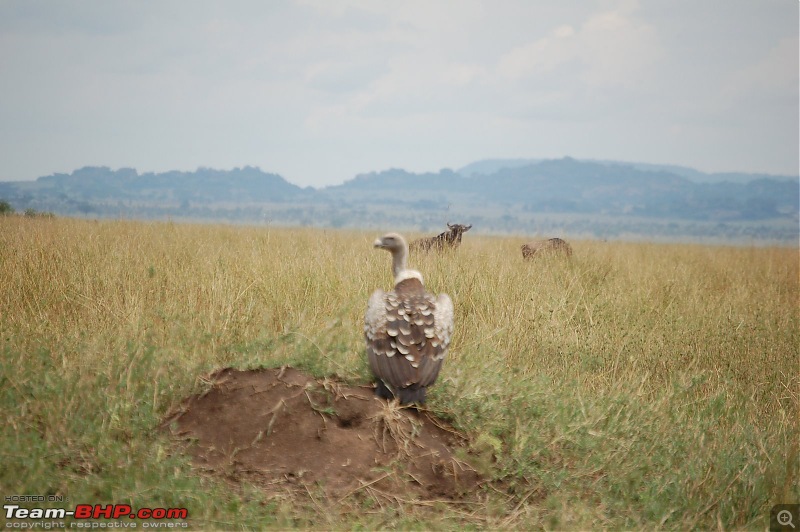 Africa - Endless Plains-266.jpg