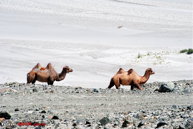 4500 km, Two Idiots & a Wild Safari in Ladakh-466_camels-hundar.jpg