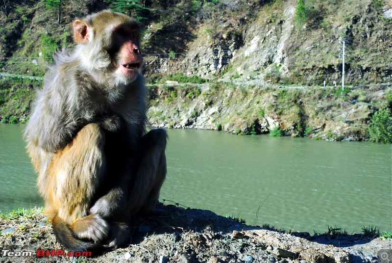 4500 km, Two Idiots & a Wild Safari in Ladakh-005_monkey-pandom-dam_day-2.jpg