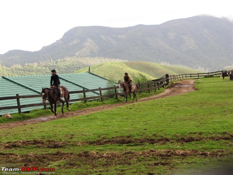 Green Grass Blue Sky in this beautiful world-horse0-medium.jpg