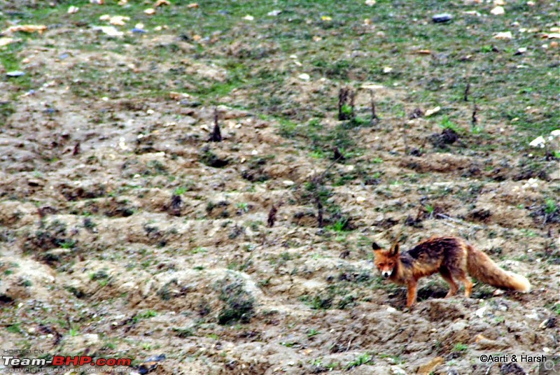 4500 km, Two Idiots & a Wild Safari in Ladakh-113_fox-namiki-la.jpg