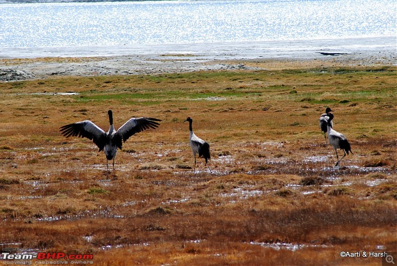 4500 km, Two Idiots & a Wild Safari in Ladakh-184_black-necked-cranes-tso-kar.jpg