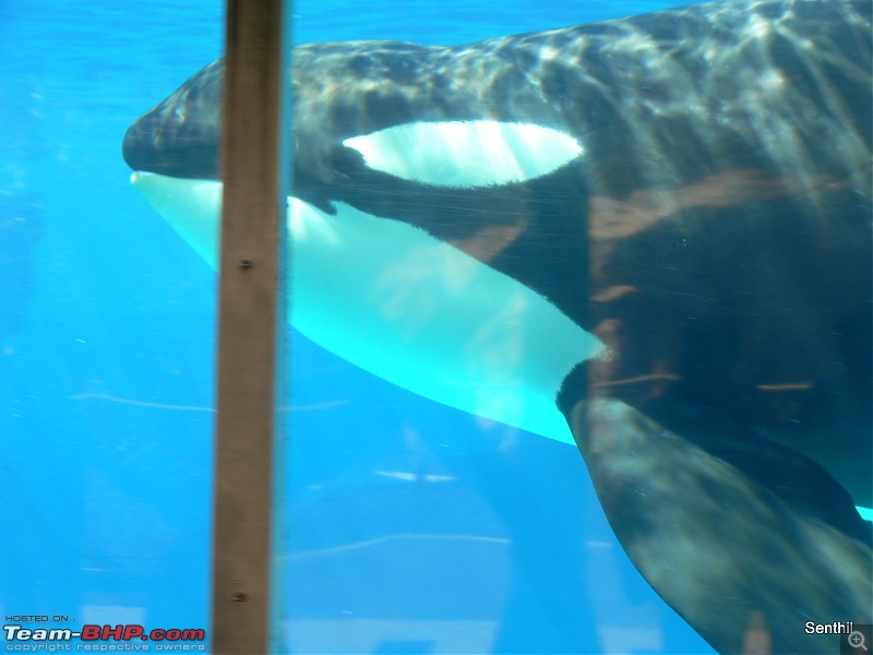 A Whirlwind tour of some parts of the USA-shamu.jpg