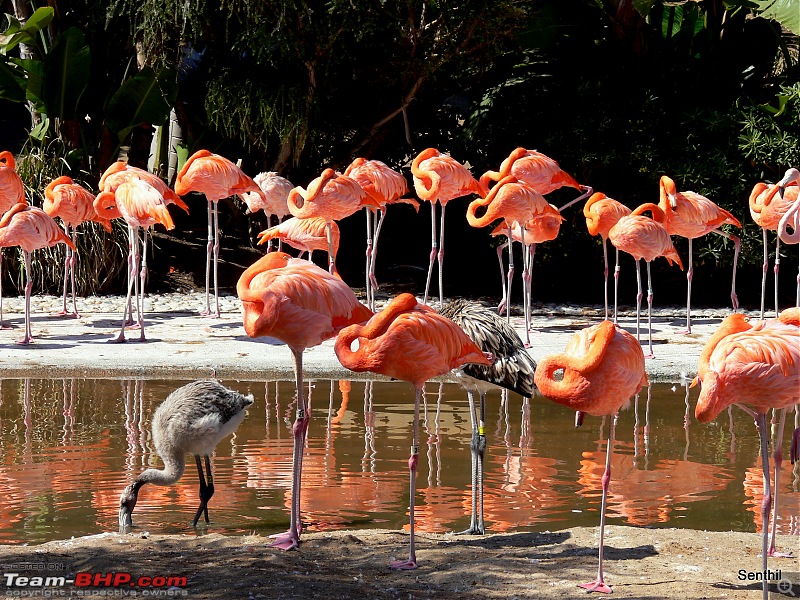 A Whirlwind tour of some parts of the USA-flamingoes.jpg