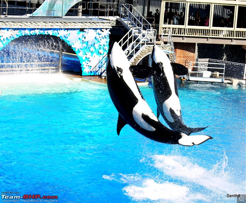 A Whirlwind tour of some parts of the USA-killer-whales-seaworld.jpg