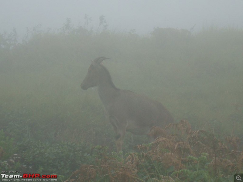 Photologue: Pristine Munnar-dsc06141.jpg