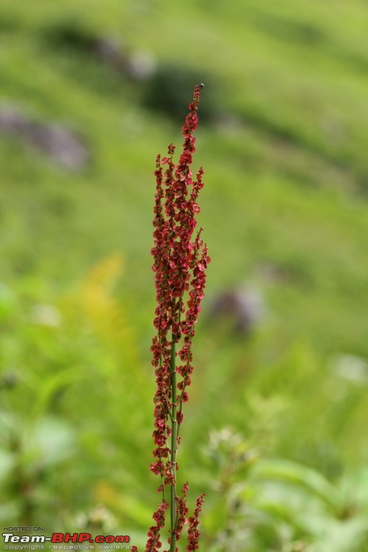 A Trip to Heaven - Valley of Flowers Uttarakhand-img_1257.jpg