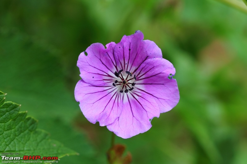 A Trip to Heaven - Valley of Flowers Uttarakhand-img_1282.jpg