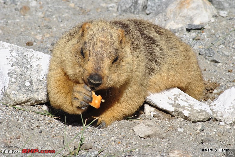 4500 km, Two Idiots & a Wild Safari in Ladakh-393_the-enterprising-marmot.jpg