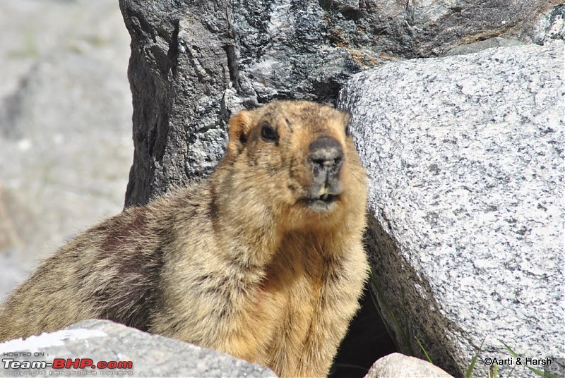 4500 km, Two Idiots & a Wild Safari in Ladakh-395_the-enterprising-marmot.jpg