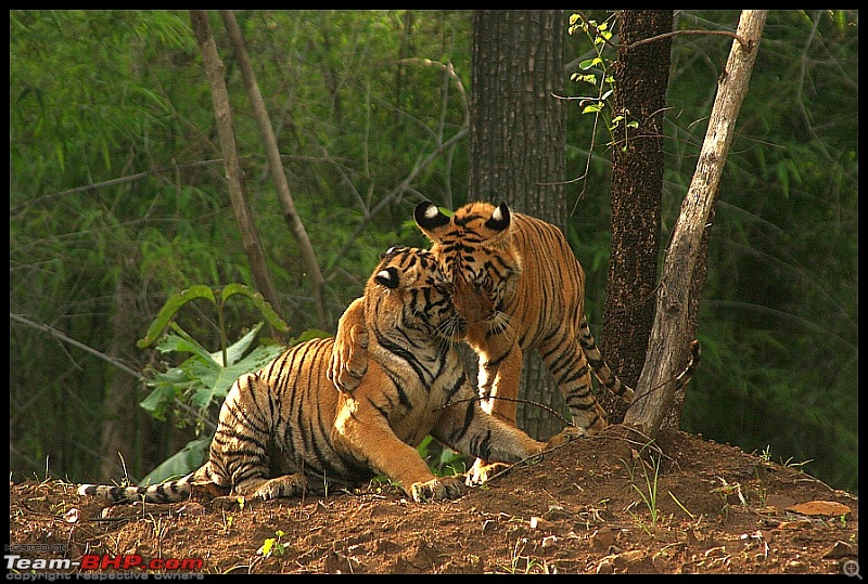 Heaven & Hell @ the same place.......  Melghat Tiger Reserve here I come-ro-i-arms.jpg