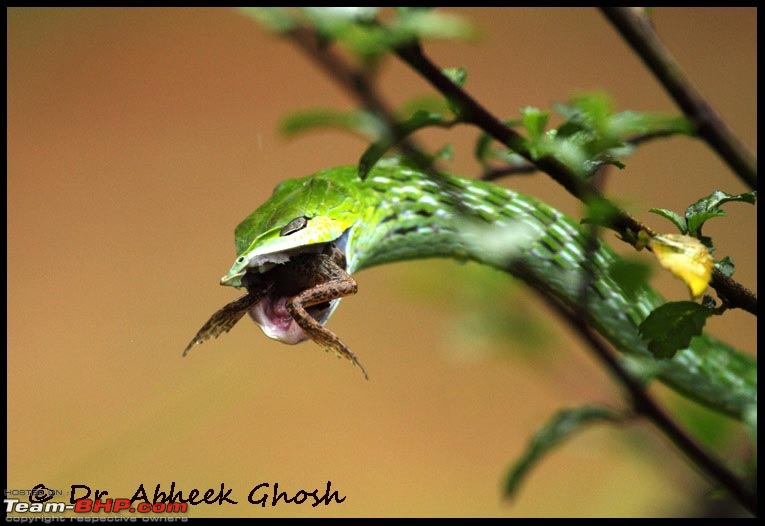 Heaven & Hell @ the same place.......  Melghat Tiger Reserve here I come-vie-snake-snack-copy.jpg