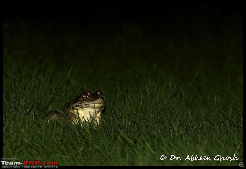 Heaven & Hell @ the same place.......  Melghat Tiger Reserve here I come-bull-frog-perspective-copy.jpg