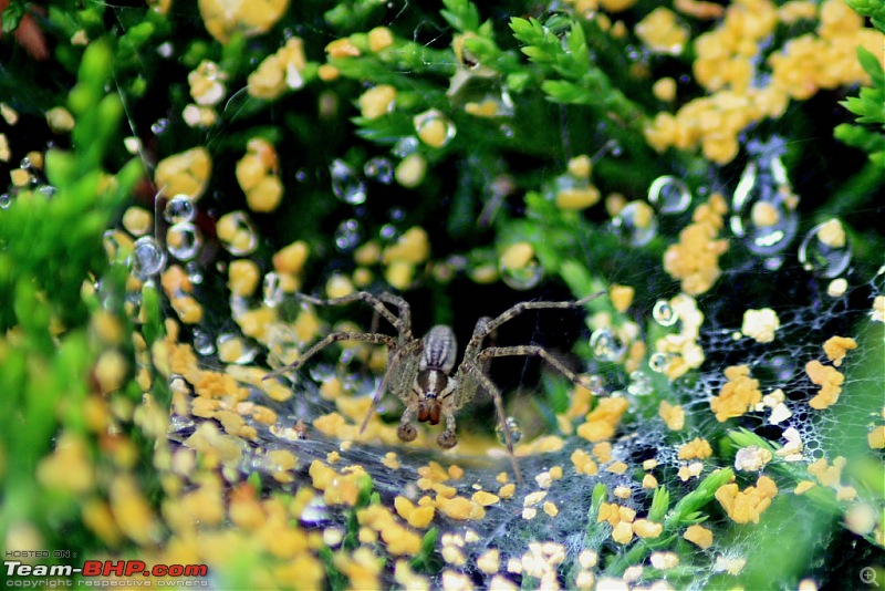 Heaven & Hell @ the same place.......  Melghat Tiger Reserve here I come-pollen-rain-confused-her.jpg