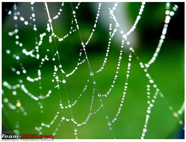 Heaven & Hell @ the same place.......  Melghat Tiger Reserve here I come-spider-web-early-mornin-rai.jpg