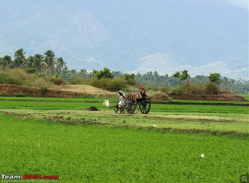 Rustic Tamilnadu - Shenkottai-Thenkasi-Kalladakurichi-Ambasamudram-Kalakkad-dsc06375.jpg