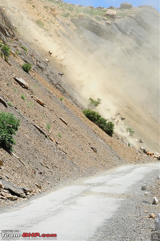 Rohtang Didn't Let me Pass; Spiti & Chandratal It Was!-_drd9241.jpg