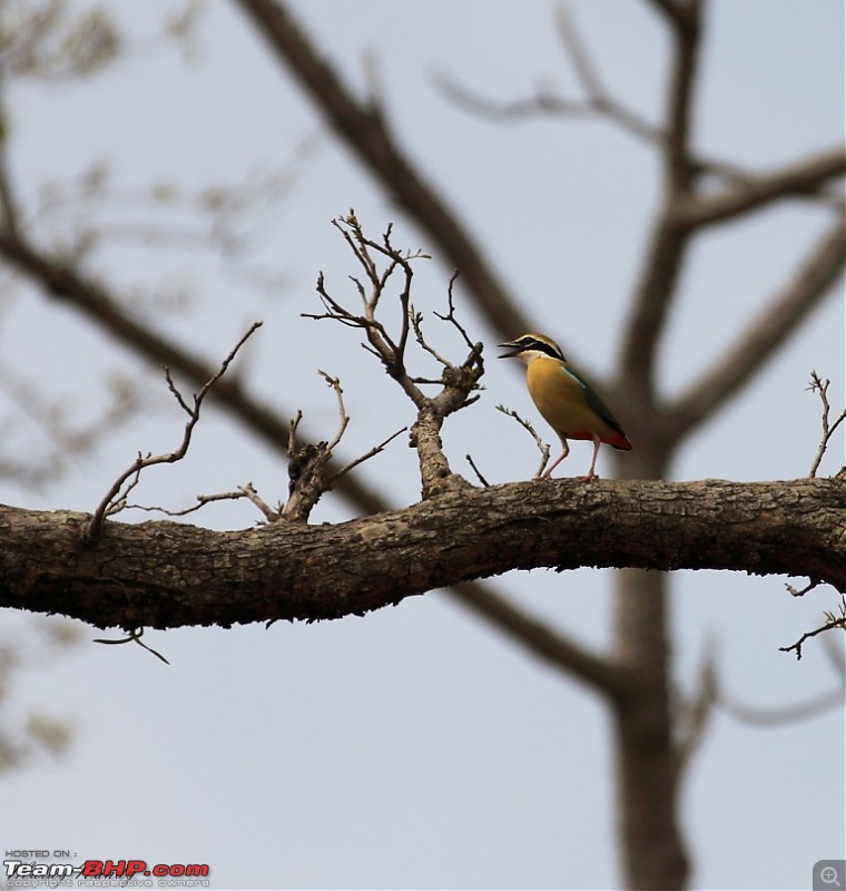 THE COLD STARE - I always heard about it, read about it. Now I know it - up close-indian-pitta-1.jpg