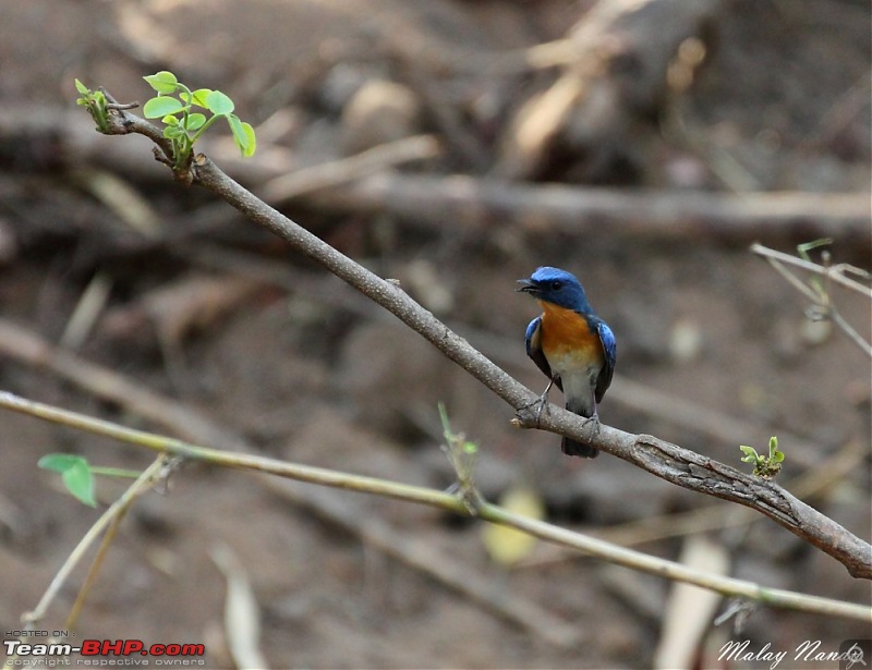 THE COLD STARE - I always heard about it, read about it. Now I know it - up close-tickells-blue-flycatcher.jpg