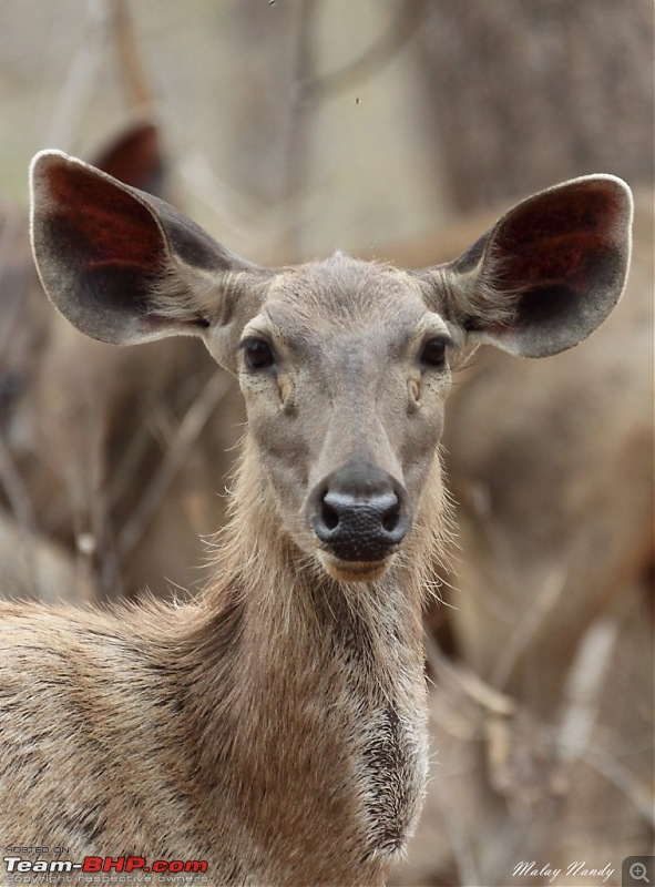 THE COLD STARE - I always heard about it, read about it. Now I know it - up close-sambar-potrait.jpg